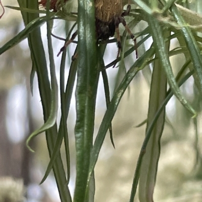 Araneus hamiltoni (Hamilton's Orb Weaver) at Forde, ACT - 27 Jan 2023 by Hejor1