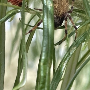 Araneus hamiltoni at Forde, ACT - 27 Jan 2023