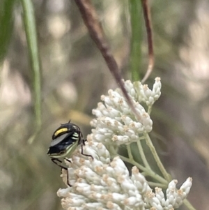 Odontomyia hunteri at Forde, ACT - 27 Jan 2023 12:17 PM