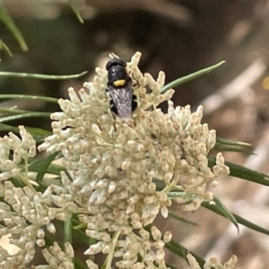 Odontomyia hunteri at Forde, ACT - 27 Jan 2023