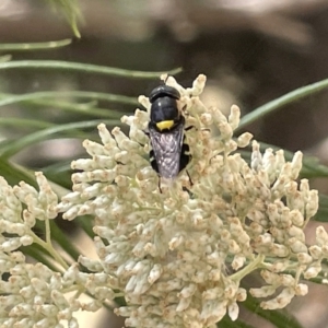 Odontomyia hunteri at Forde, ACT - 27 Jan 2023