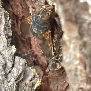 Calliphora sp. (genus) at Forde, ACT - 27 Jan 2023