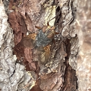 Calliphora sp. (genus) at Forde, ACT - 27 Jan 2023