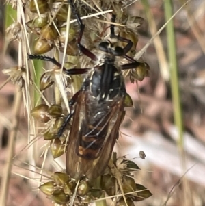 Chrysopogon muelleri at Forde, ACT - 27 Jan 2023 12:30 PM