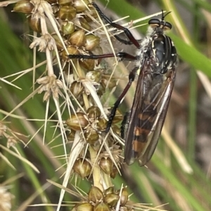 Chrysopogon muelleri at Forde, ACT - 27 Jan 2023 12:30 PM