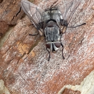 Rutilia sp. (genus) at Forde, ACT - 27 Jan 2023 12:50 PM