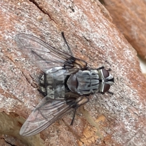 Rutilia sp. (genus) at Forde, ACT - 27 Jan 2023 12:50 PM