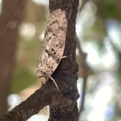 Philobota philostaura (A Concealer moth (Philobota group)) at Ainslie, ACT - 27 Jan 2023 by Hejor1