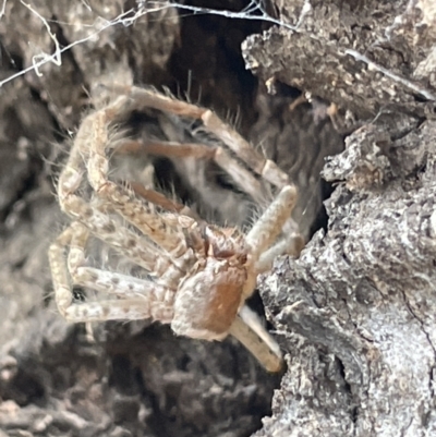 Sparassidae (family) (A Huntsman Spider) at Mulligans Flat - 27 Jan 2023 by Hejor1