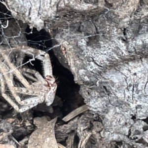 Sparassidae (family) at Forde, ACT - 27 Jan 2023