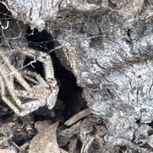 Sparassidae sp. (family) at Forde, ACT - 27 Jan 2023