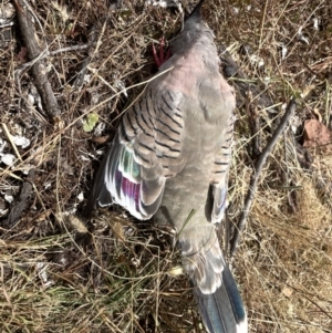 Ocyphaps lophotes at Forde, ACT - 27 Jan 2023