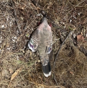 Ocyphaps lophotes at Forde, ACT - 27 Jan 2023 12:07 PM