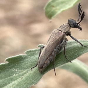 Euctenia sp. (genus) at Forde, ACT - 27 Jan 2023