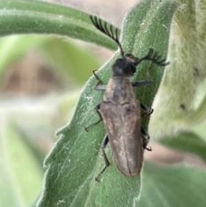 Euctenia sp. (genus) at Forde, ACT - 27 Jan 2023