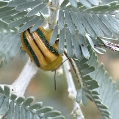 Calomela juncta (Leaf beetle) at Mulligans Flat - 26 Jan 2023 by Hejor1