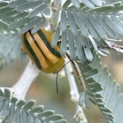 Calomela juncta (Leaf beetle) at Forde, ACT - 26 Jan 2023 by Hejor1