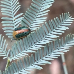 Calomela parilis (Leaf beetle) at Forde, ACT - 27 Jan 2023 by Hejor1