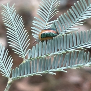 Calomela parilis at Forde, ACT - 27 Jan 2023