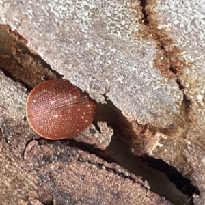 Paropsis intermedia at Forde, ACT - 27 Jan 2023