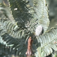 Coccinellidae (family) at Braddon, ACT - 27 Jan 2023