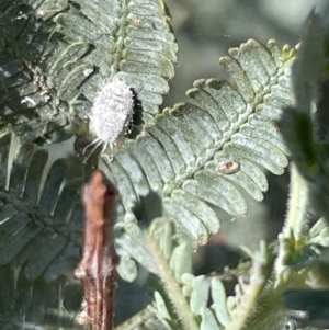 Coccinellidae (family) at Braddon, ACT - 27 Jan 2023