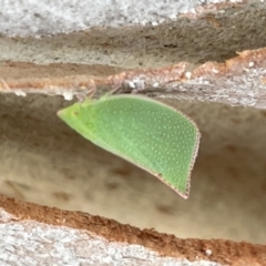 Siphanta acuta (Green planthopper, Torpedo bug) at Forde, ACT - 27 Jan 2023 by Hejor1