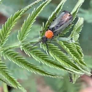 Chauliognathus tricolor at Forde, ACT - 27 Jan 2023