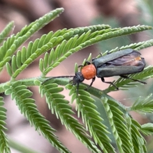 Chauliognathus tricolor at Forde, ACT - 27 Jan 2023