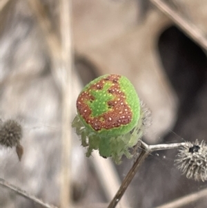 Araneus circulissparsus (species group) at Forde, ACT - 27 Jan 2023