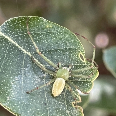 Lehtinelagia prasina (Leek-green flower spider) at City Renewal Authority Area - 27 Jan 2023 by Hejor1