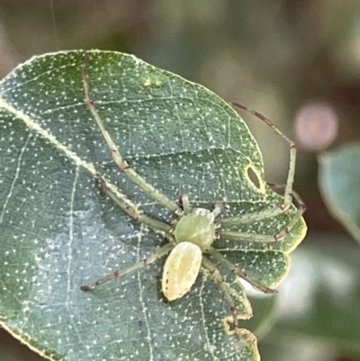 Lehtinelagia prasina (Leek-green flower spider) at Braddon, ACT - 27 Jan 2023 by Hejor1