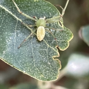 Lehtinelagia prasina at Braddon, ACT - 27 Jan 2023