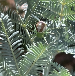 Lehtinelagia multopunctata at Braddon, ACT - 27 Jan 2023