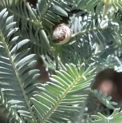 Lehtinelagia multopunctata at Braddon, ACT - 27 Jan 2023