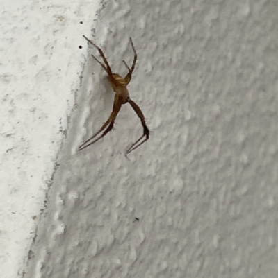 Unidentified Orb-weaving spider (several families) at Braddon, ACT - 27 Jan 2023 by Hejor1