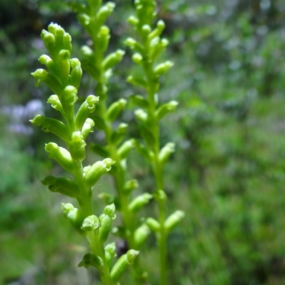 Microtis unifolia (Common Onion Orchid) at Tennent, ACT - 10 Jan 2023 by Miranda