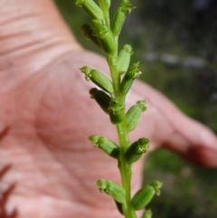 Microtis unifolia at Tennent, ACT - 10 Jan 2023