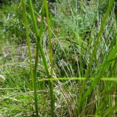 Microtis unifolia at Tennent, ACT - 10 Jan 2023