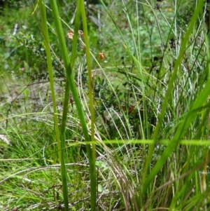 Microtis unifolia at Tennent, ACT - 10 Jan 2023