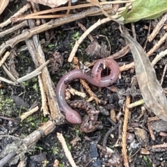 Oligochaeta (class) (Unidentified earthworm) at Yarralumla, ACT - 22 Jan 2023 by Hejor1