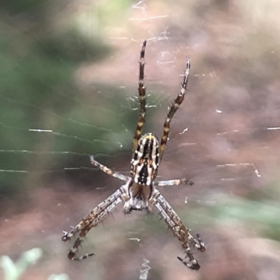 Plebs bradleyi (Enamelled spider) at Lake Burley Griffin West - 22 Jan 2023 by Hejor1