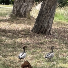 Chenonetta jubata (Australian Wood Duck) at Yarralumla, ACT - 22 Jan 2023 by Hejor1