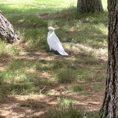 Cacatua galerita (Sulphur-crested Cockatoo) at Yarralumla, ACT - 22 Jan 2023 by Hejor1