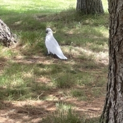 Cacatua galerita at Yarralumla, ACT - 22 Jan 2023