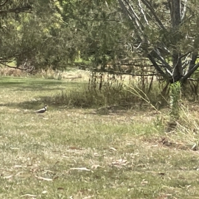 Vanellus miles (Masked Lapwing) at Yarralumla, ACT - 22 Jan 2023 by Hejor1