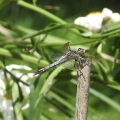 Orthetrum caledonicum (Blue Skimmer) at Burradoo, NSW - 24 Jan 2023 by GlossyGal