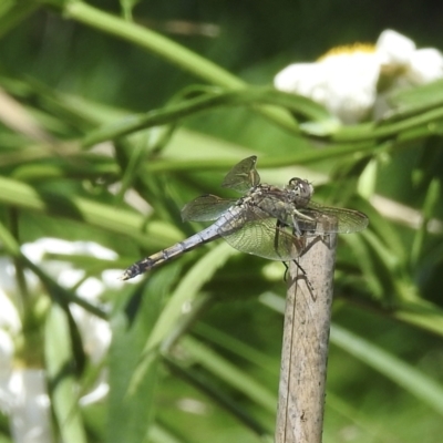 Orthetrum caledonicum (Blue Skimmer) at Wingecarribee Local Government Area - 24 Jan 2023 by GlossyGal