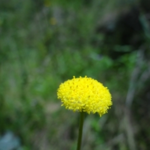 Craspedia variabilis at Tennent, ACT - 10 Jan 2023