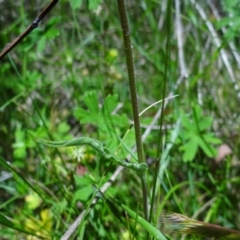 Craspedia variabilis at Tennent, ACT - 10 Jan 2023